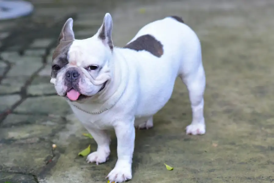 Bulldog with clean coat