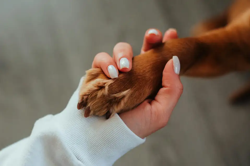 Nail trim and paw care