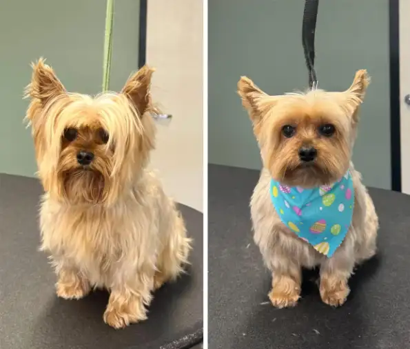 Before and after comparison